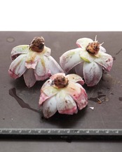 【はじめての方限定】カット苗 カンテ Sサイズ Echeveria cante