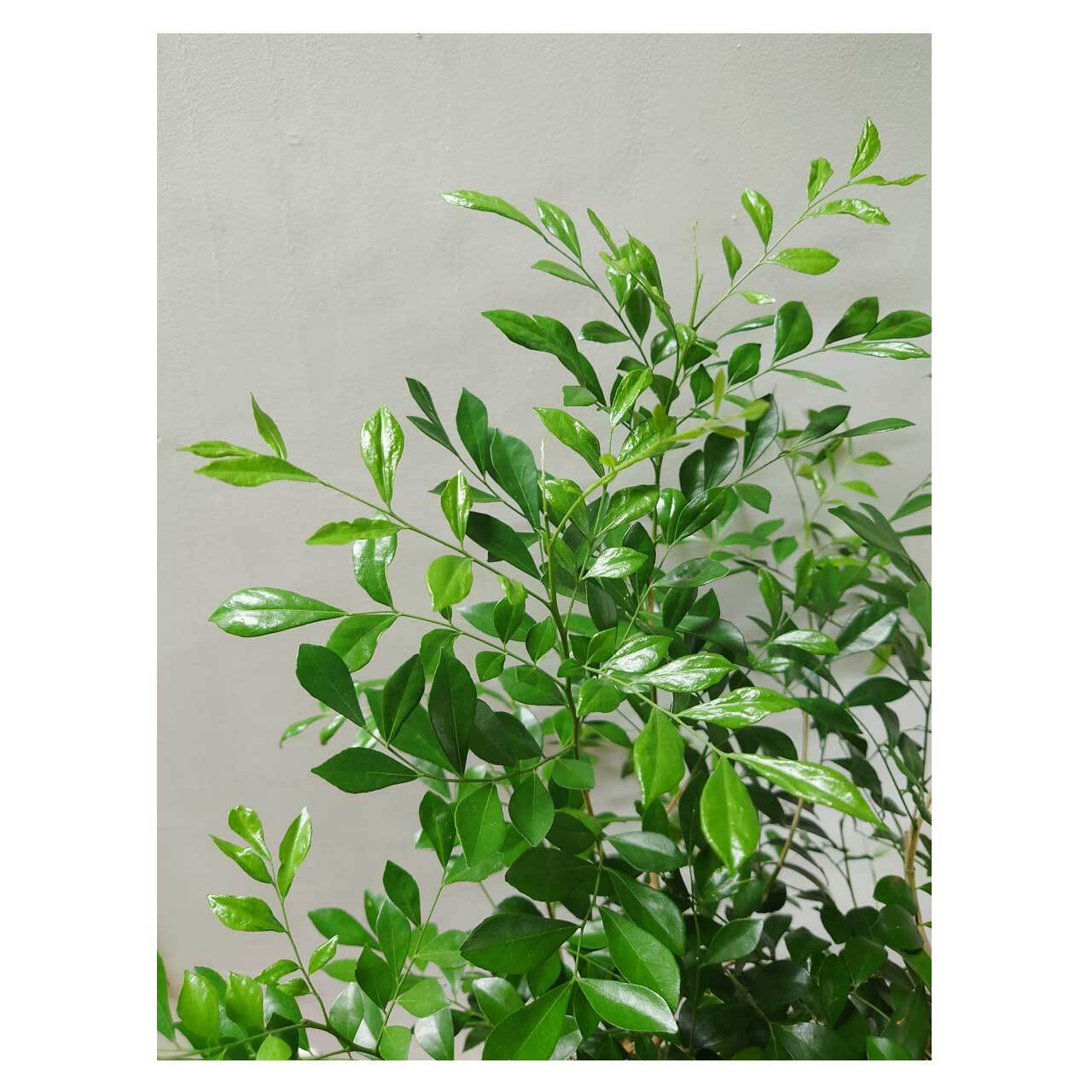 Murraya paniculata | Seeding