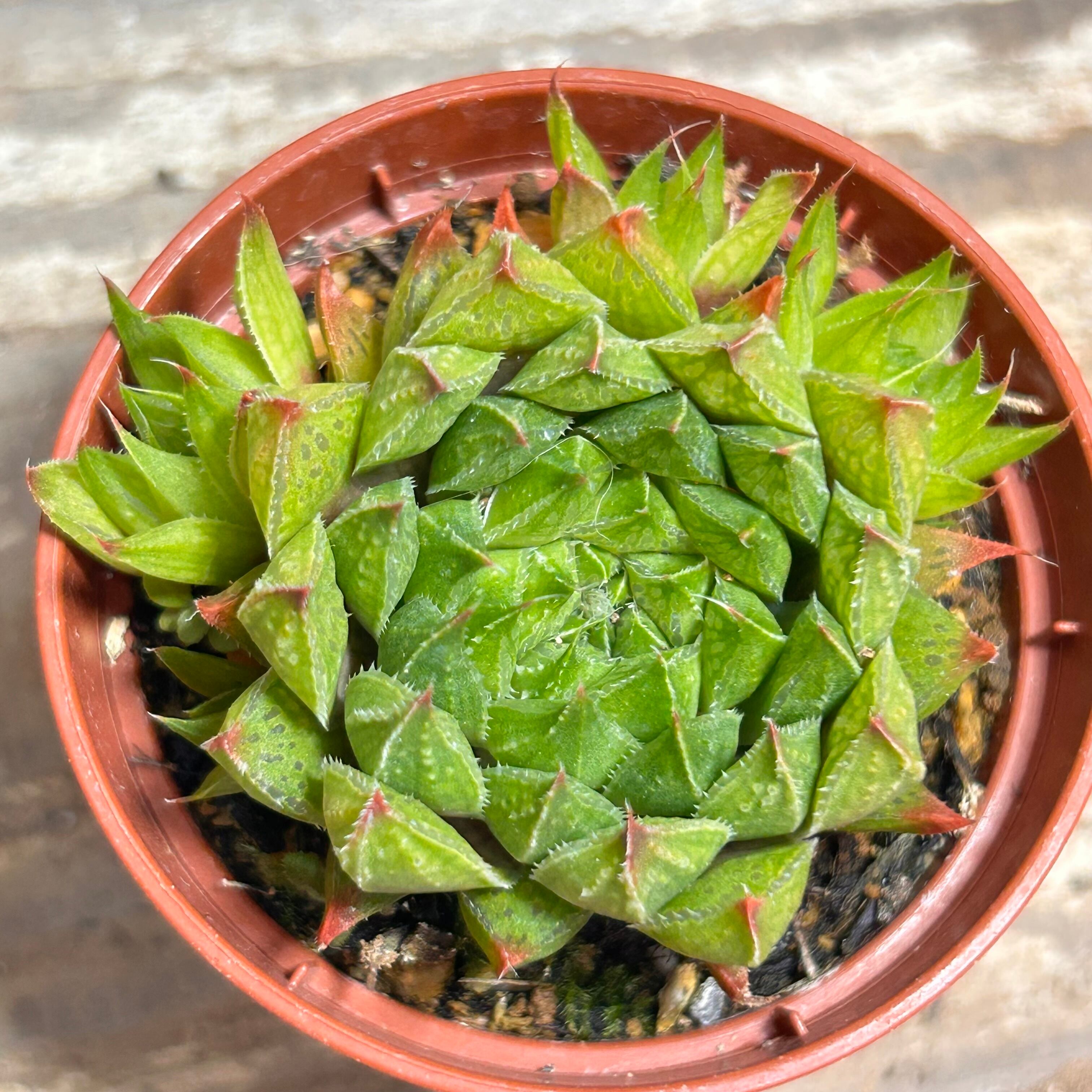 ハオルチア | RuPo 多肉植物専門店