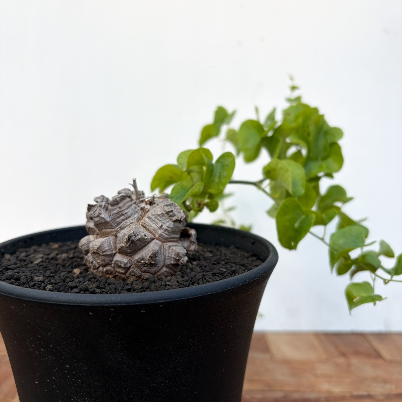 Dioscorea elephantipes【ディオスコレア・亀甲竜】