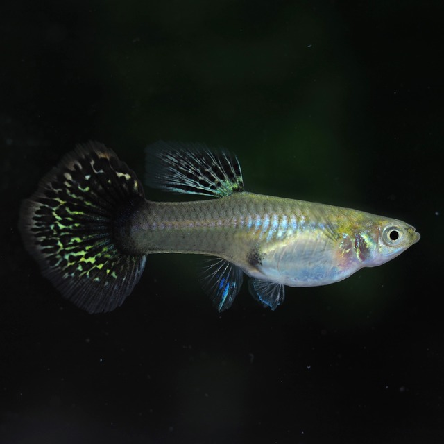 レッドドラゴン 2ペア