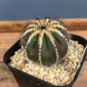 サボテン　ユーベルマニア　ペクチニフェラ【015】