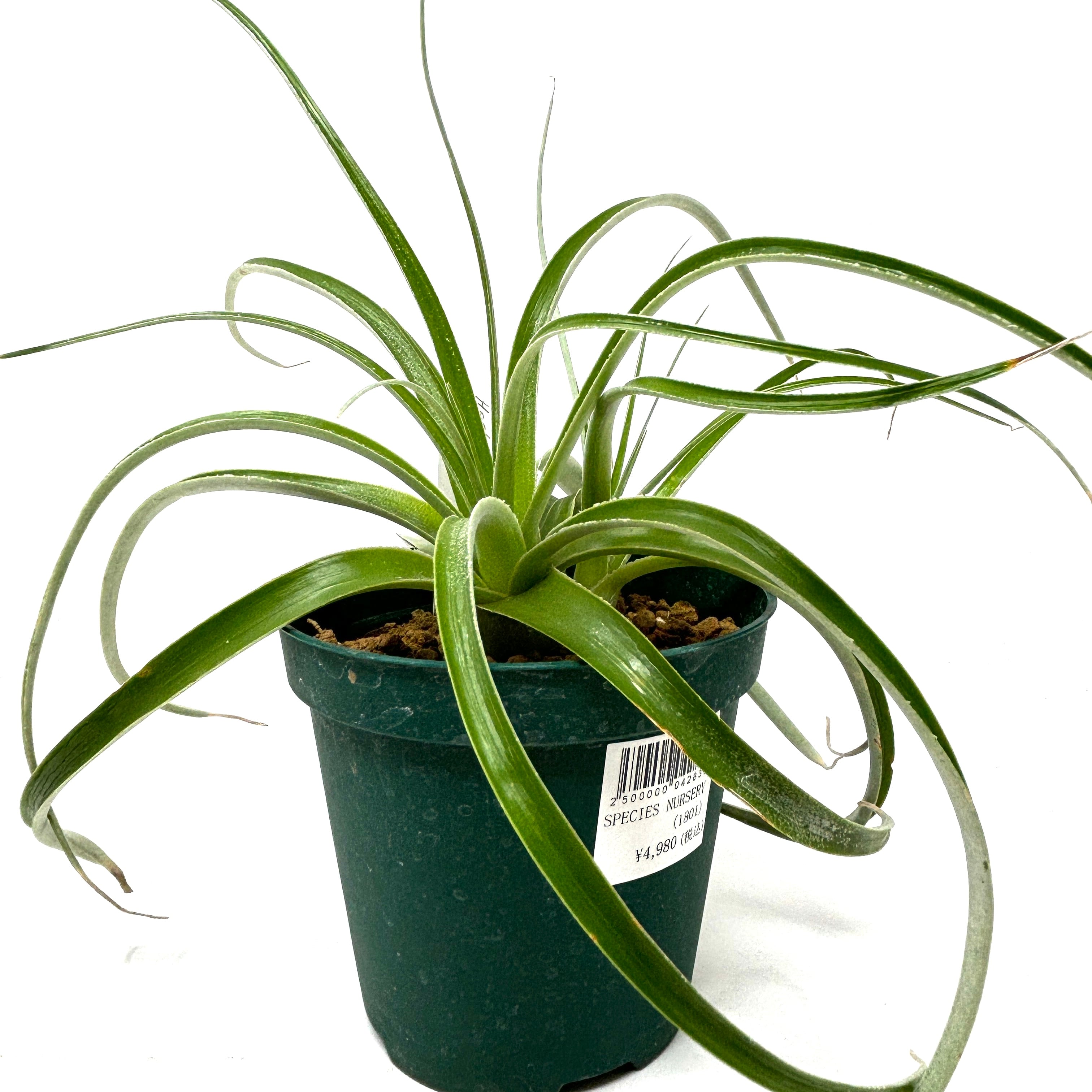 73920セール現品限 外国切手 クロアチア発行植物3種揃 楽天市場