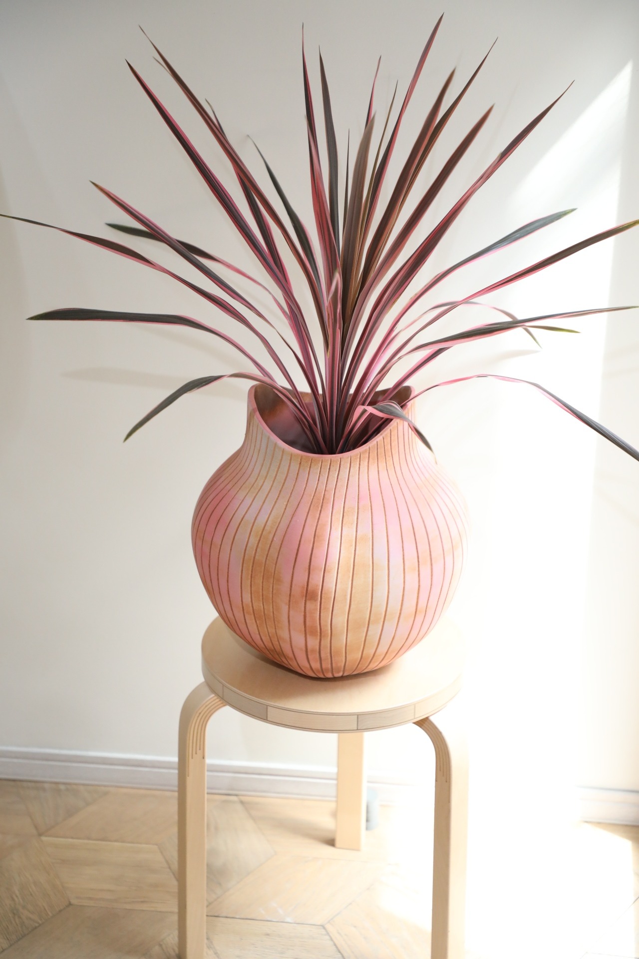 【L】【渋谷区周辺エリア/配送料無料】【88cm】コルジリネ オーストラリスピンク/Cordyline australis 'Pink Stripe'