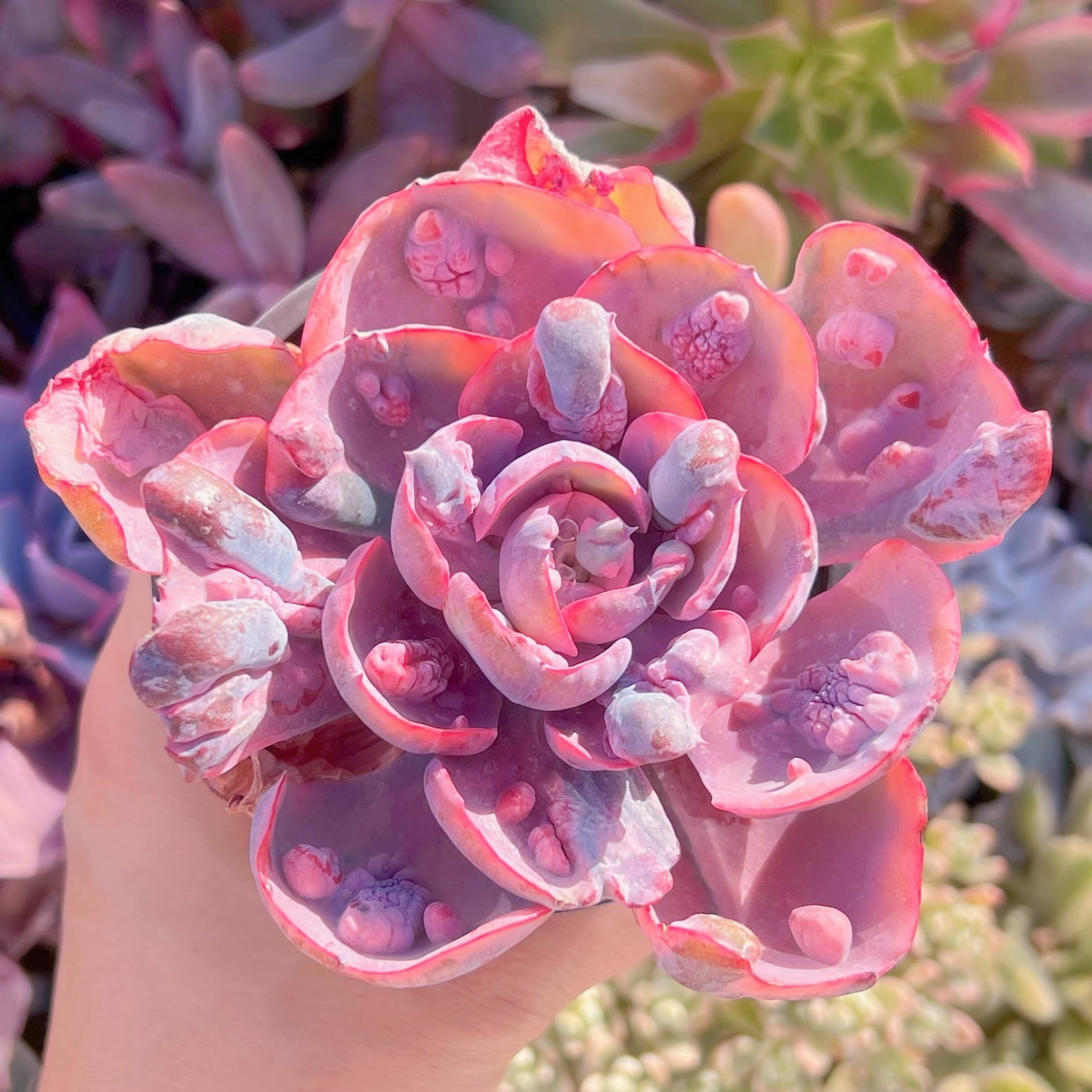 現品　ビヨンセ錦#080   るる農園