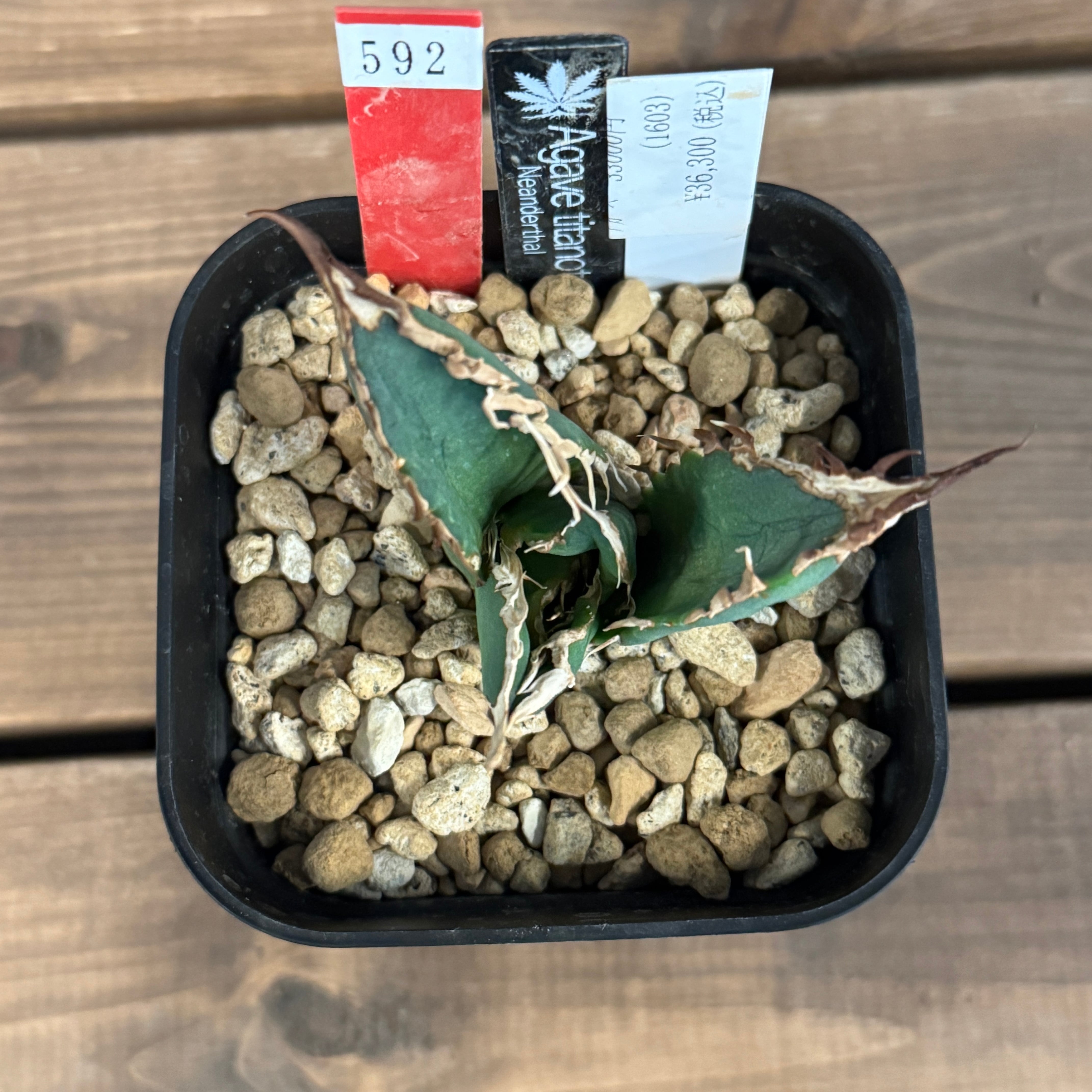 アガベ チタノタ ネアンデルタール【592】 | PROTOLEAF プロトリーフ