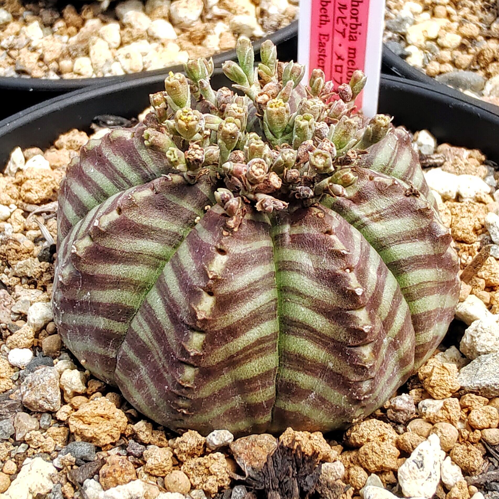 種子/5粒】Euphorbia meloformis (Port Elizabeth, RSA