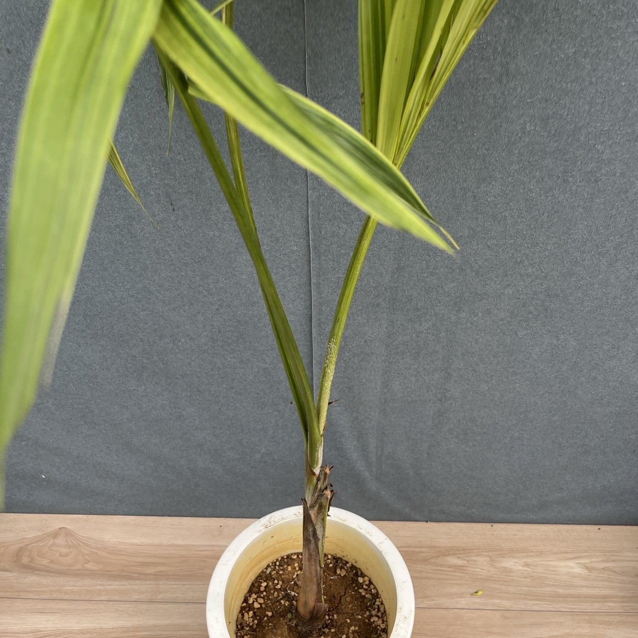 現品］【希少】8番 マニラヤシ 斑入り 観葉植物 大型 室内 8号 プラ鉢