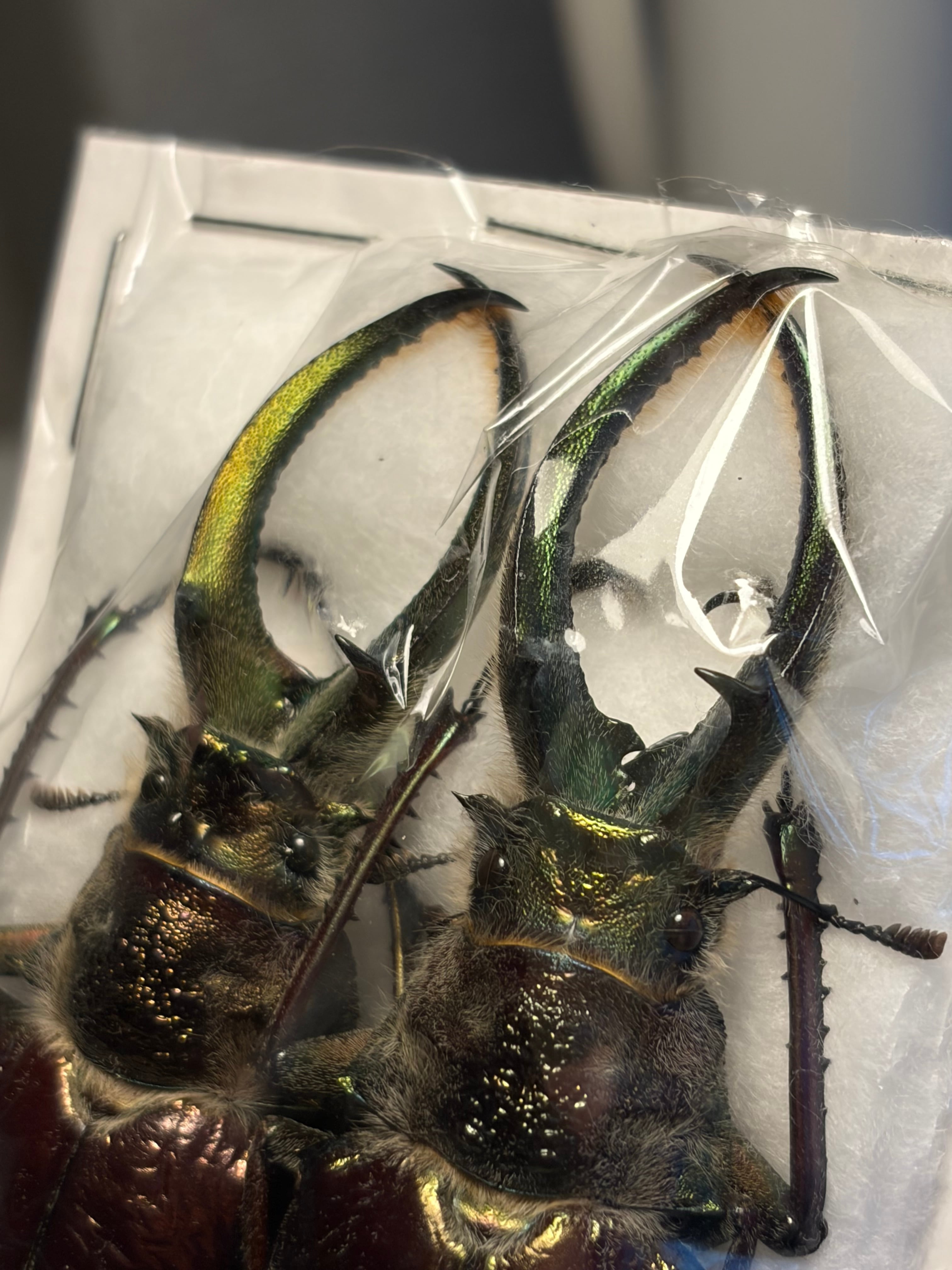 黄緑&青緑】ギガンテウスシワバネクワガタ 昆虫標本 チリクワガタ