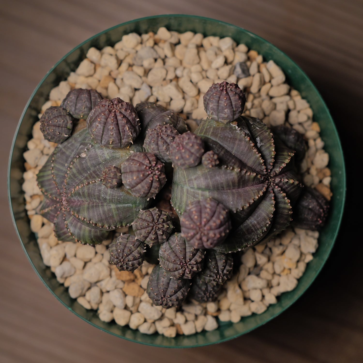 LIGHTHOUSE.PLANTS - 海外実生株のオベサなど輸入植物を販売、卸売する