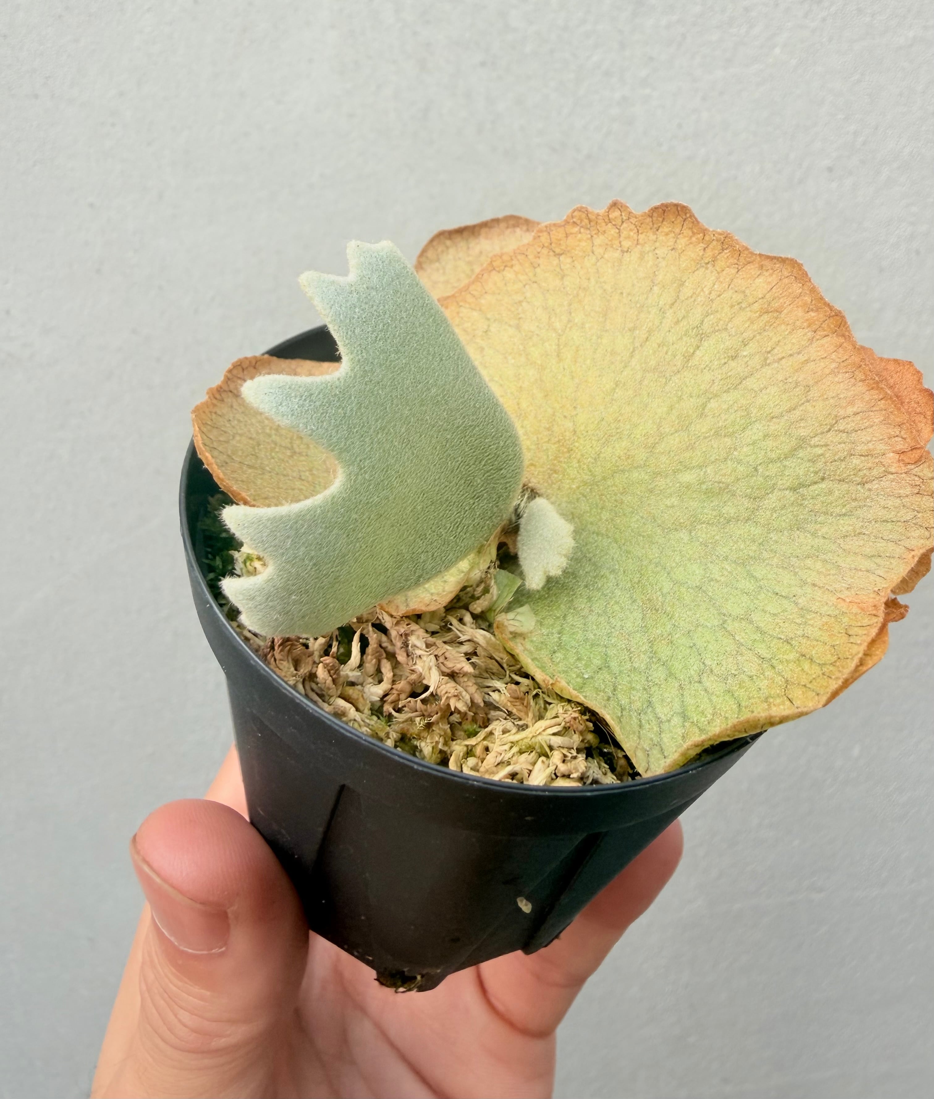 c) P. willinckii '金童' spore grown ① (Golden Boy) ビカクシダ