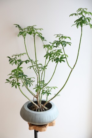 【L】シェフレラコンパクタ 盆栽仕立て/ Schefflera　※陶器鉢カバー付き