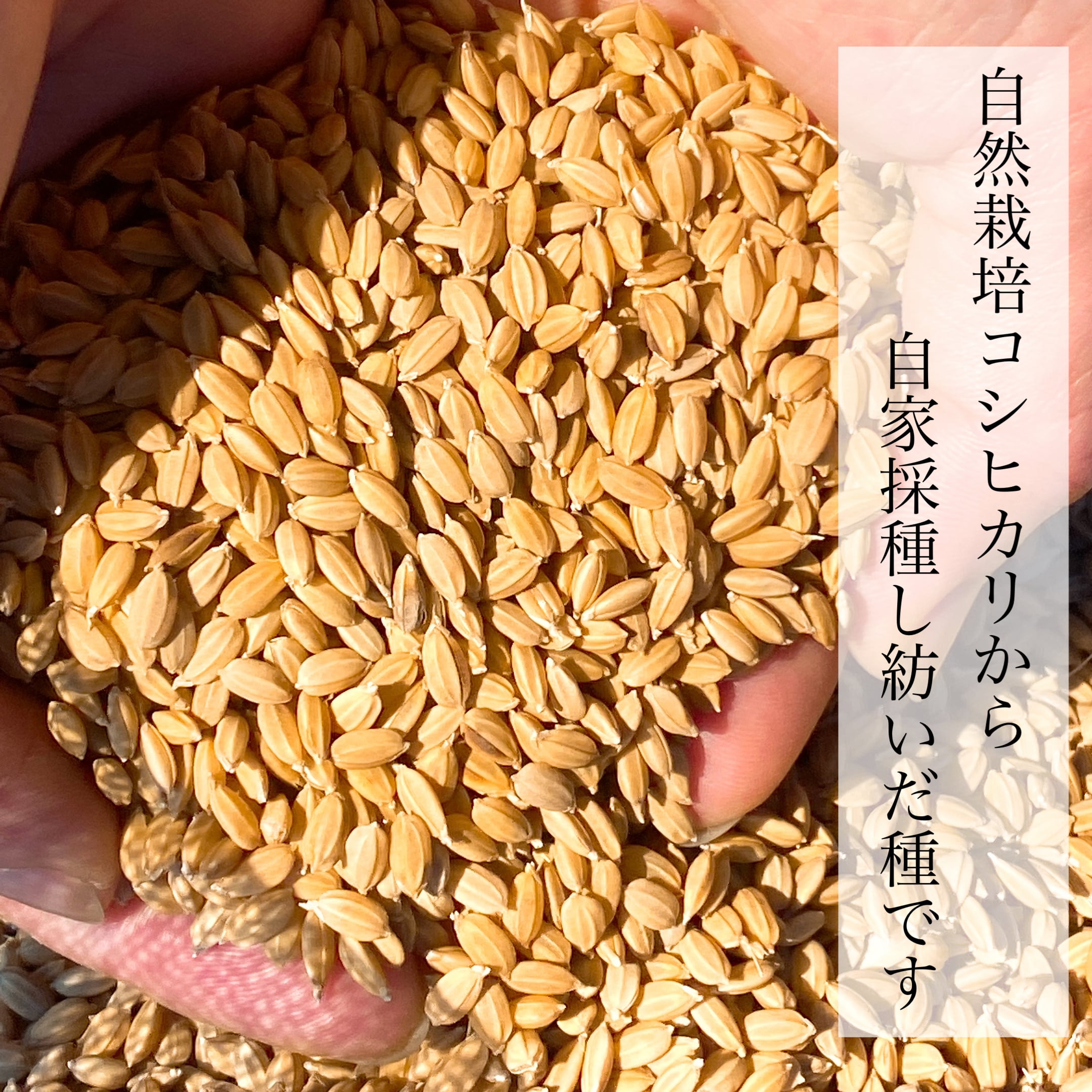 令和3年新米 自然栽培米 玄米20kg 農薬肥料不使用 コシヒカリ米/穀物