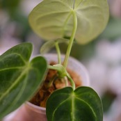 アンスリウム・レガレ / Anthurium Regale【実生】 / 観葉植物<育て方・花言葉>