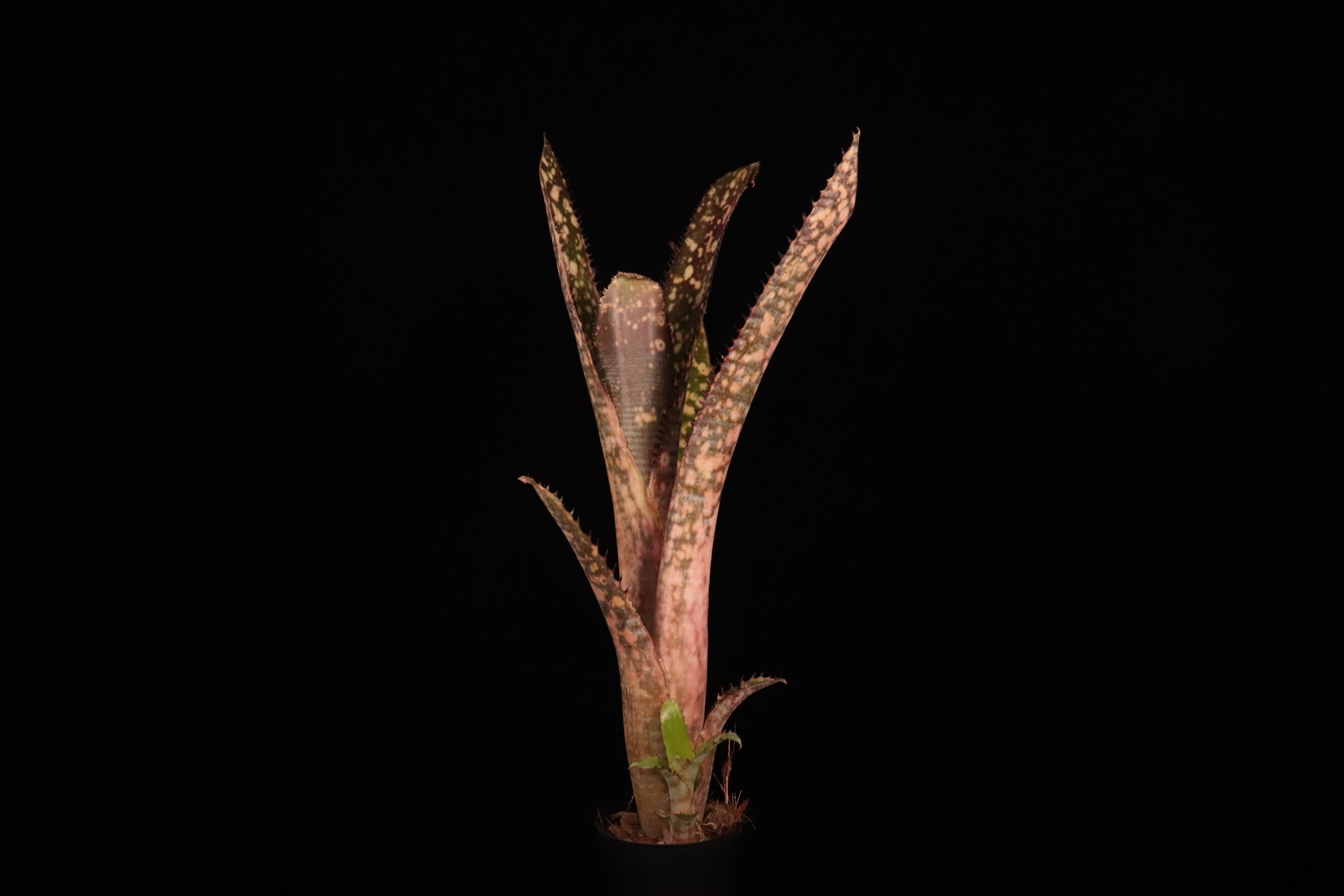 送料無料】Billbergia 'Kolan Offspring'〔ビルベルギア〕現品発送