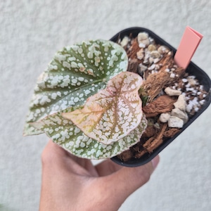 ⑥《Begonia Snow Capped Pink Variegated》ベゴニア スノーキャップド ピンク斑入り　観葉植物 ／ポット発送
