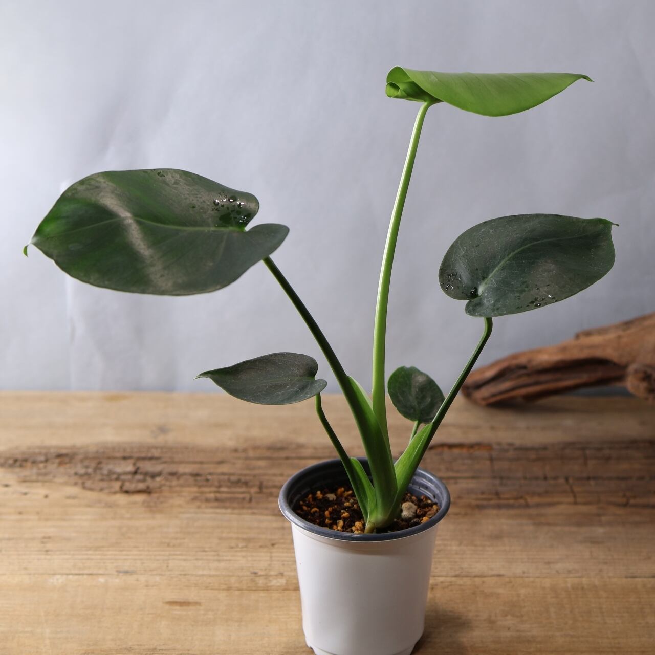 348 希少で上品『モンステラ タウエリ』観葉植物 【送料無料】 | MARX