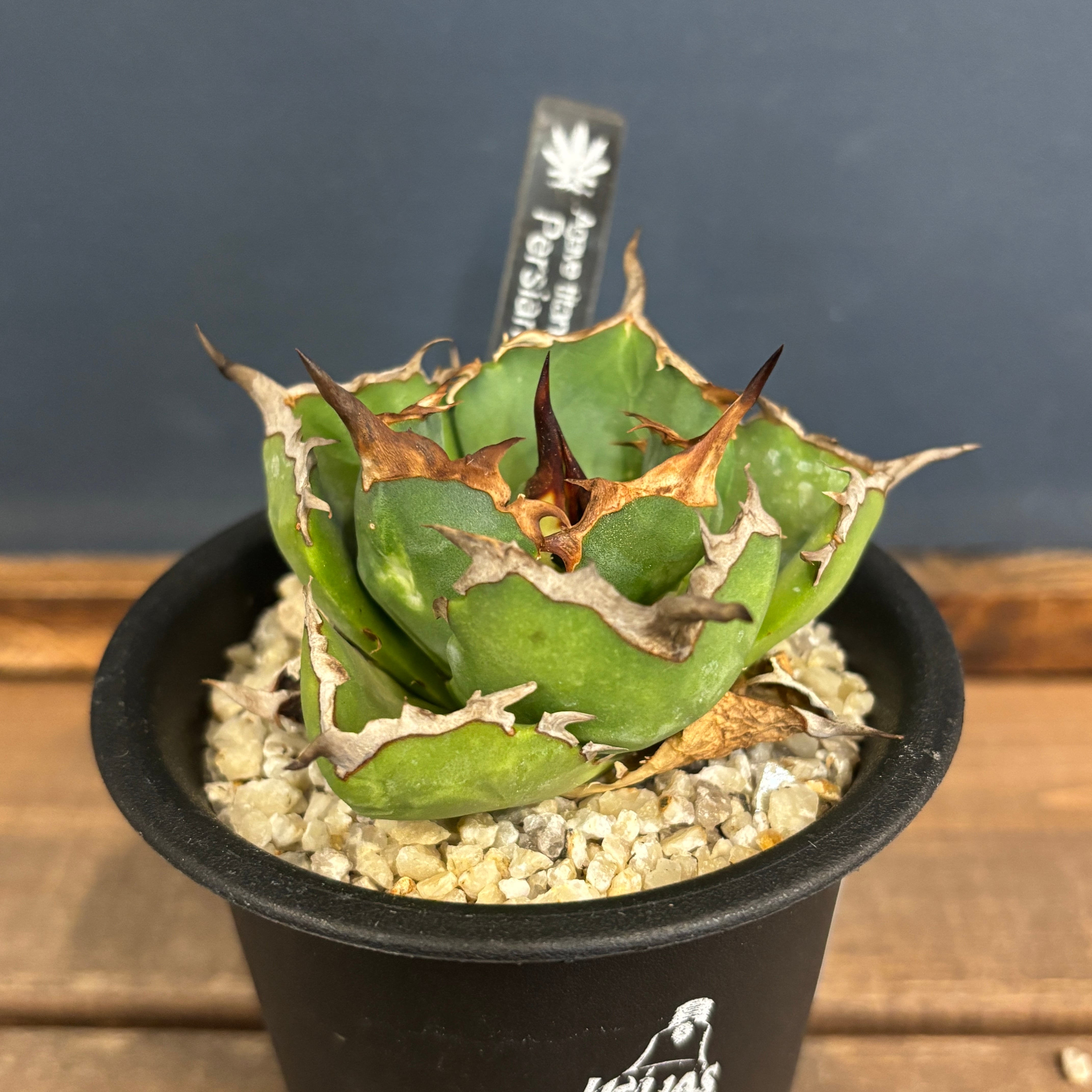 アガベ　ペルシアンドワーフ　イラン株 アガベ オアハカ イラン株 ペルシアンドワーフ 中株 鉢付 アガベ