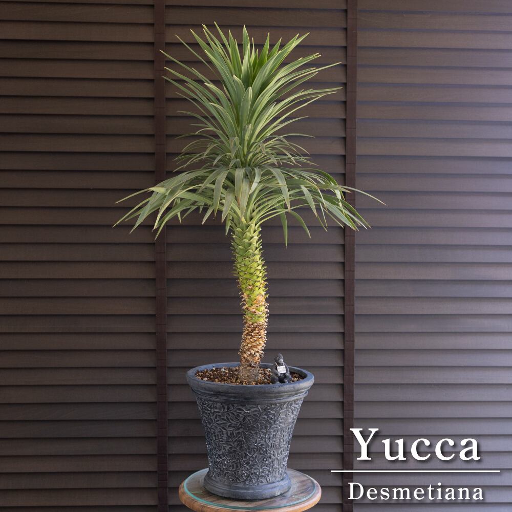 ユッカ デスメティアーナ Yucca Desmetiana 9号 陶器鉢 ヤシ 0628NV