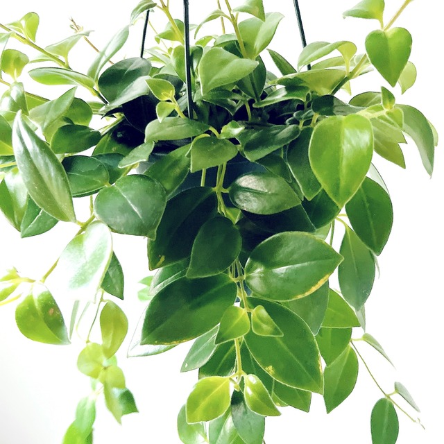 【春の限定】エスキナンサス2種セット｜特別価格 送料無料