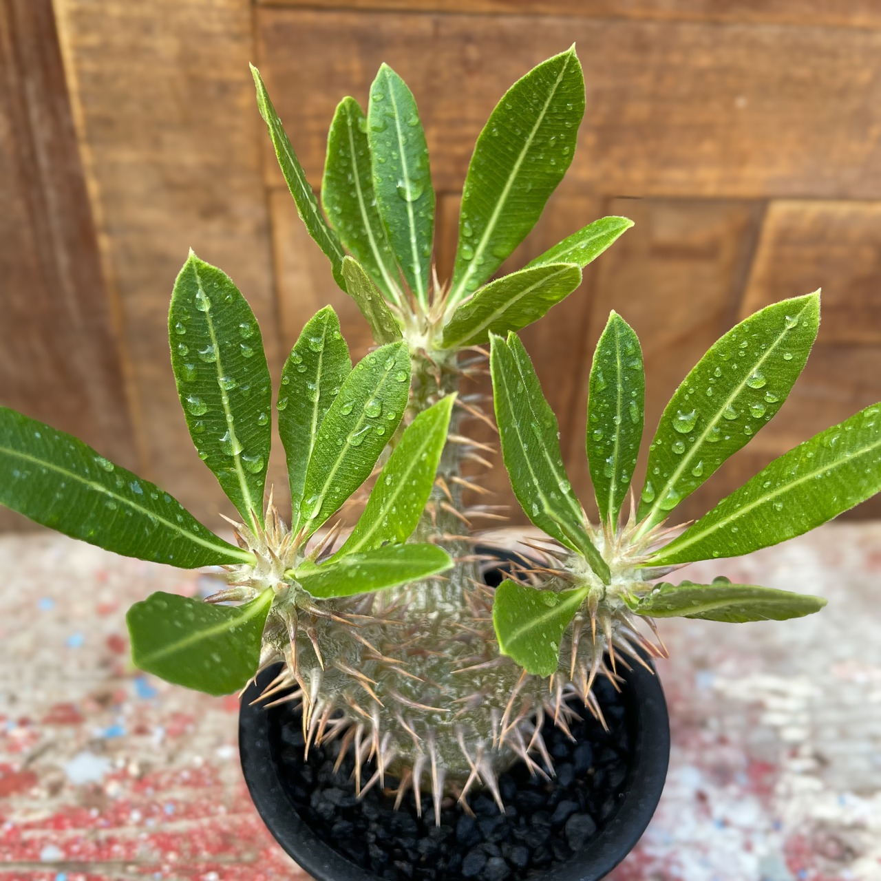 Pachypodium Densicaule【パキポディウム・恵比寿大黒・実生】