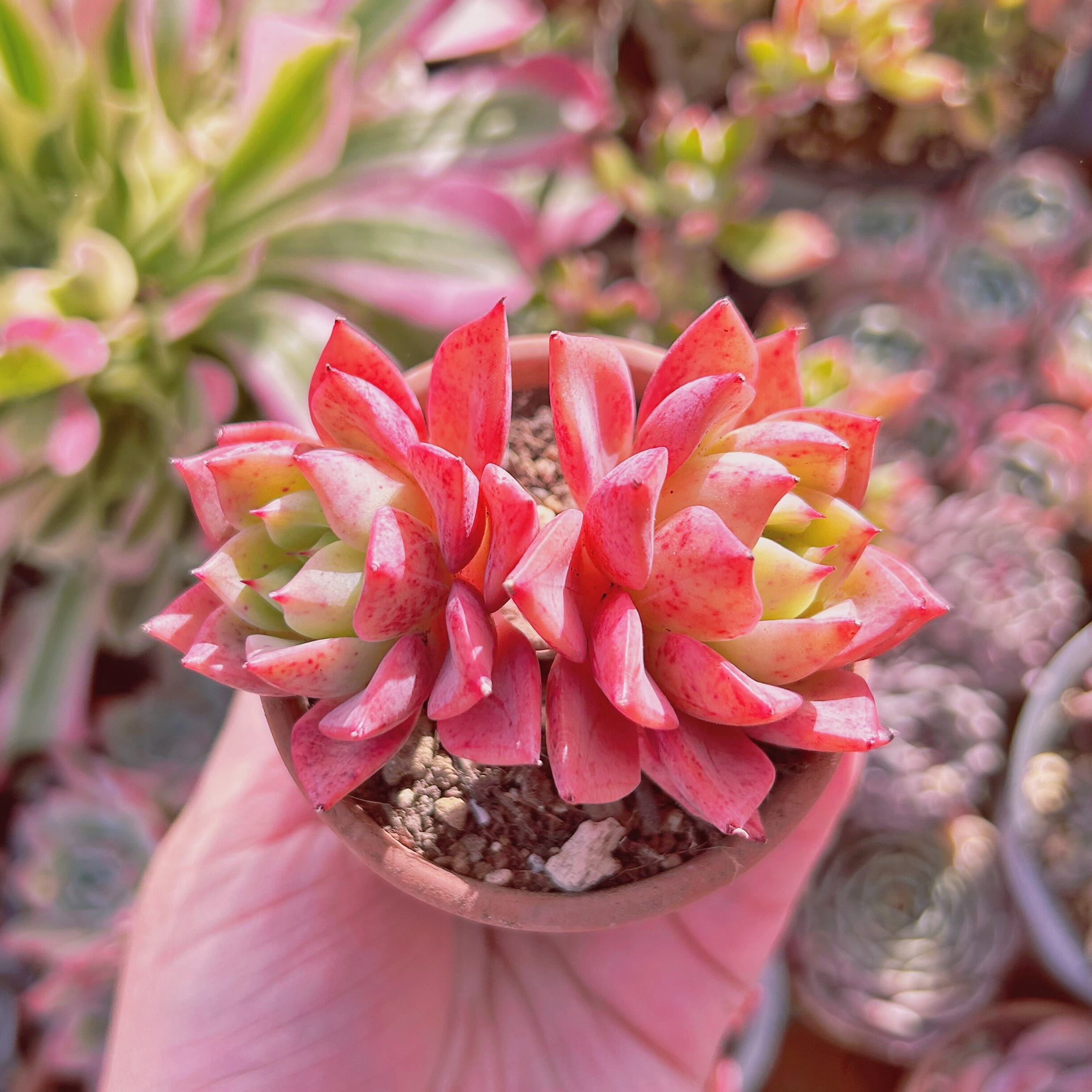 多肉植物　Echeveria  新品種　ロシアンレッド　群生