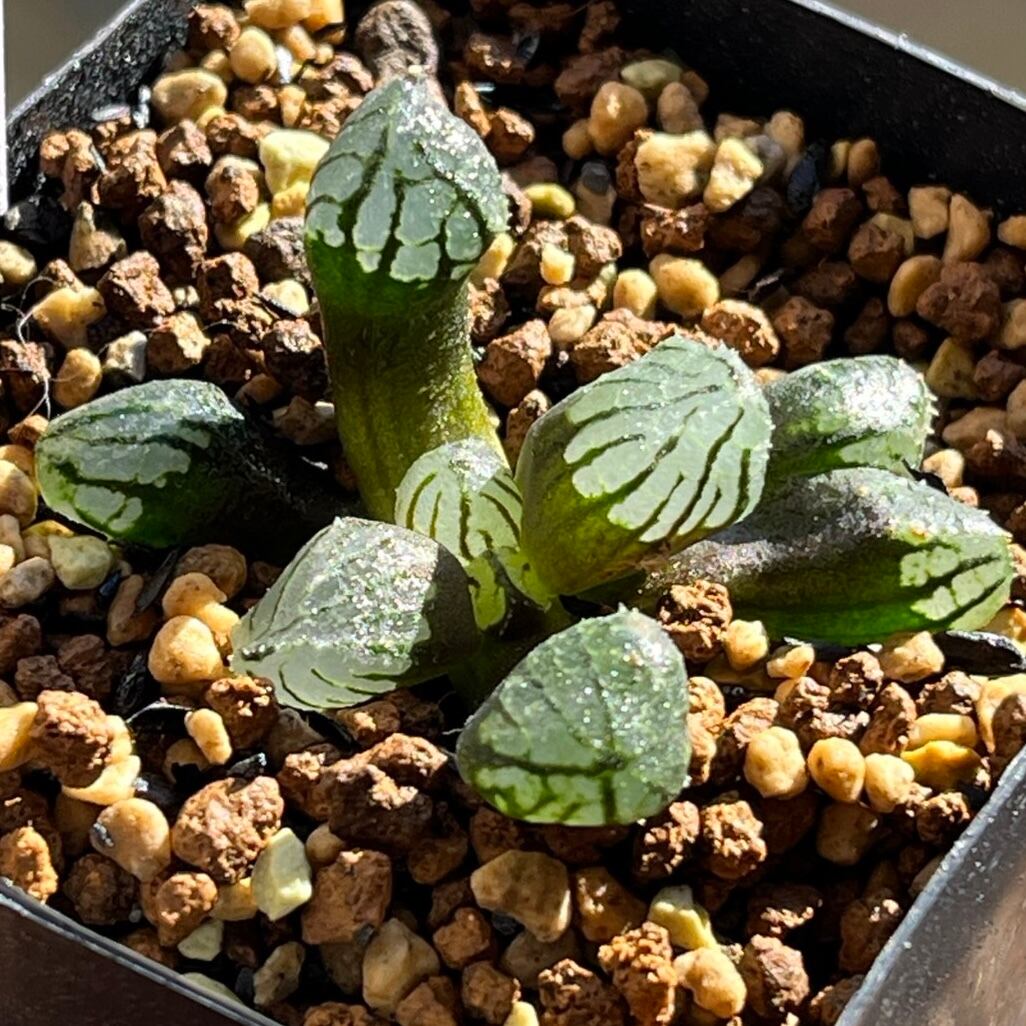 ハオルチア ミュータント系、他15本セット ハオルチア ミュータント系、他14種15本セット