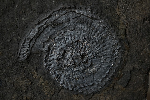 トラキケラス化石 Trachyceras 1470