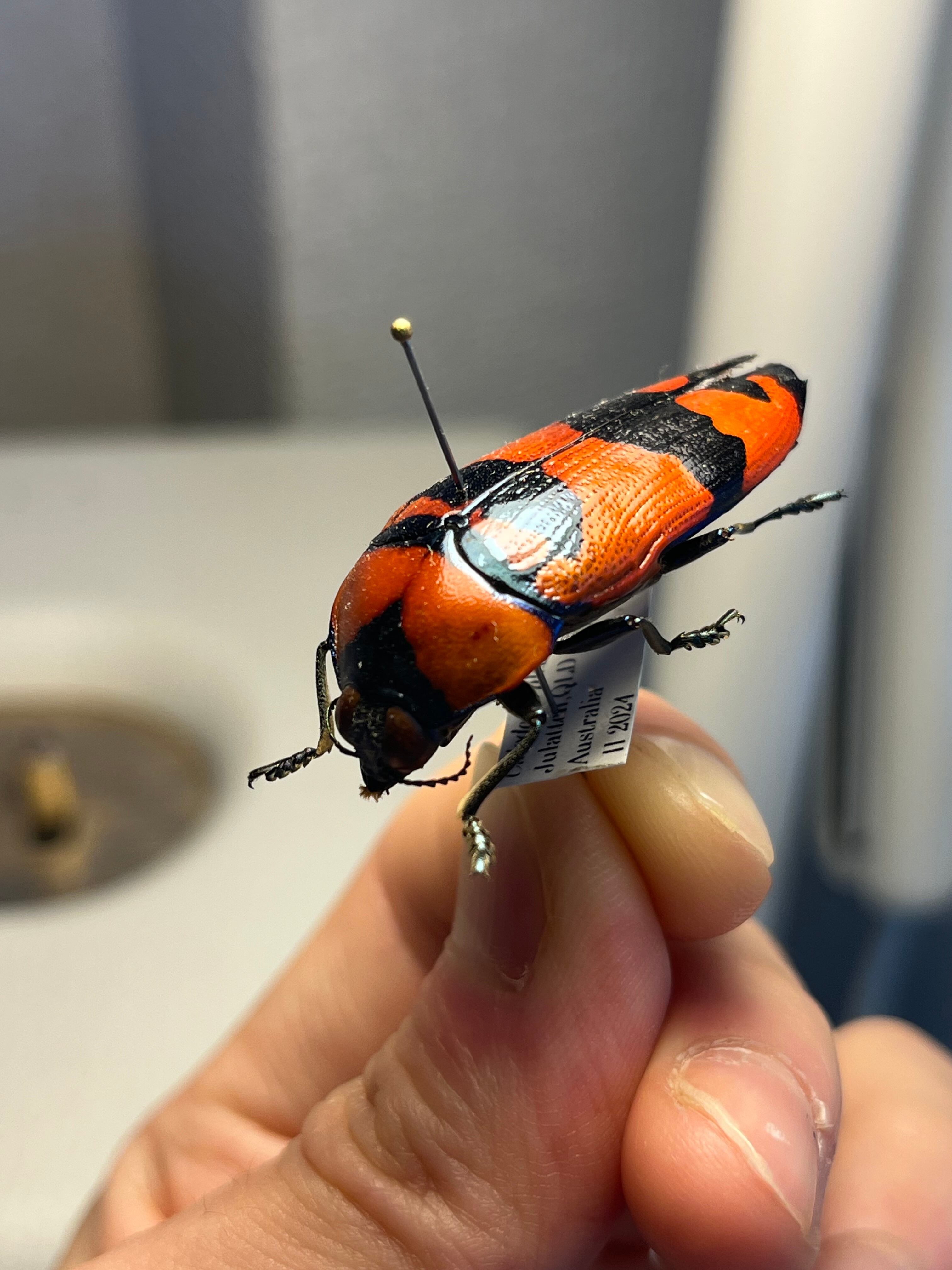 39mm】クロモンベニオウサマムカシタマムシ Calodema plebeia