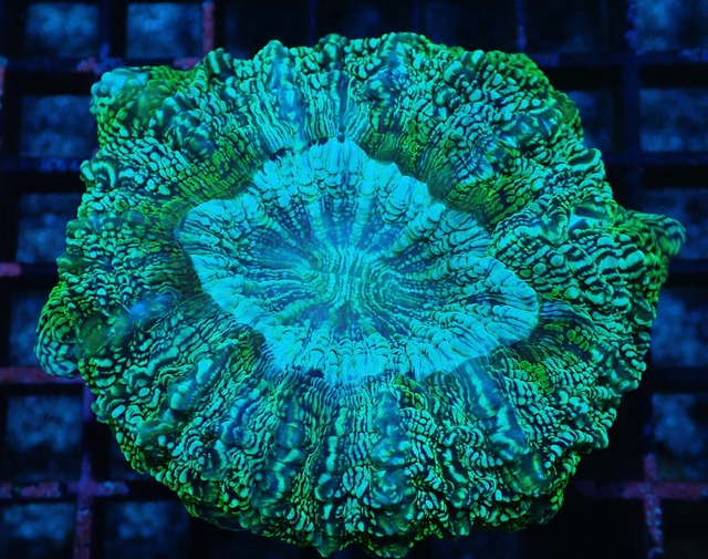 Achanthophyllia Deshayesiana YellowGlitter 2