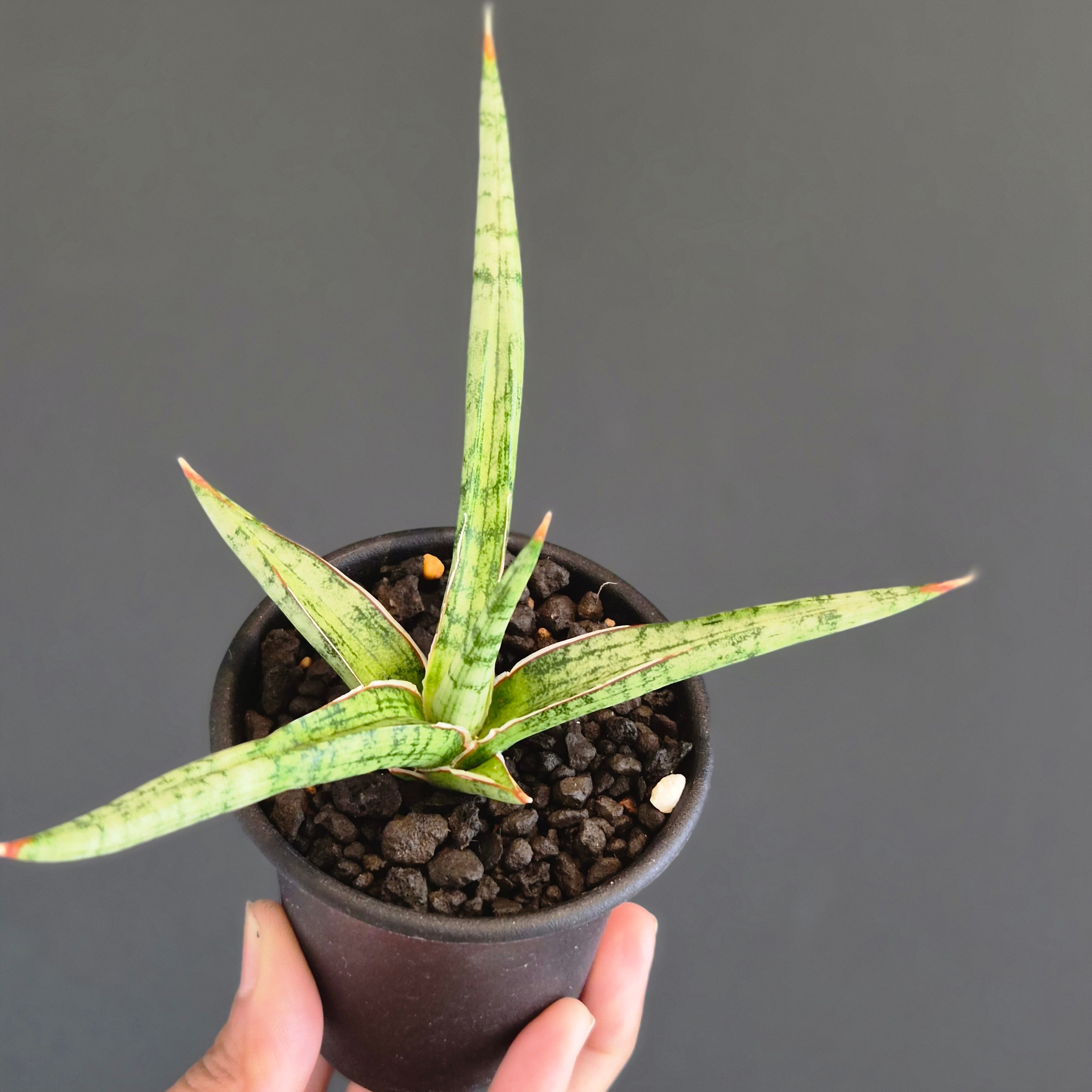 Sansevieria 'Tower Variegated' サンスベリア・タワー 斑入り