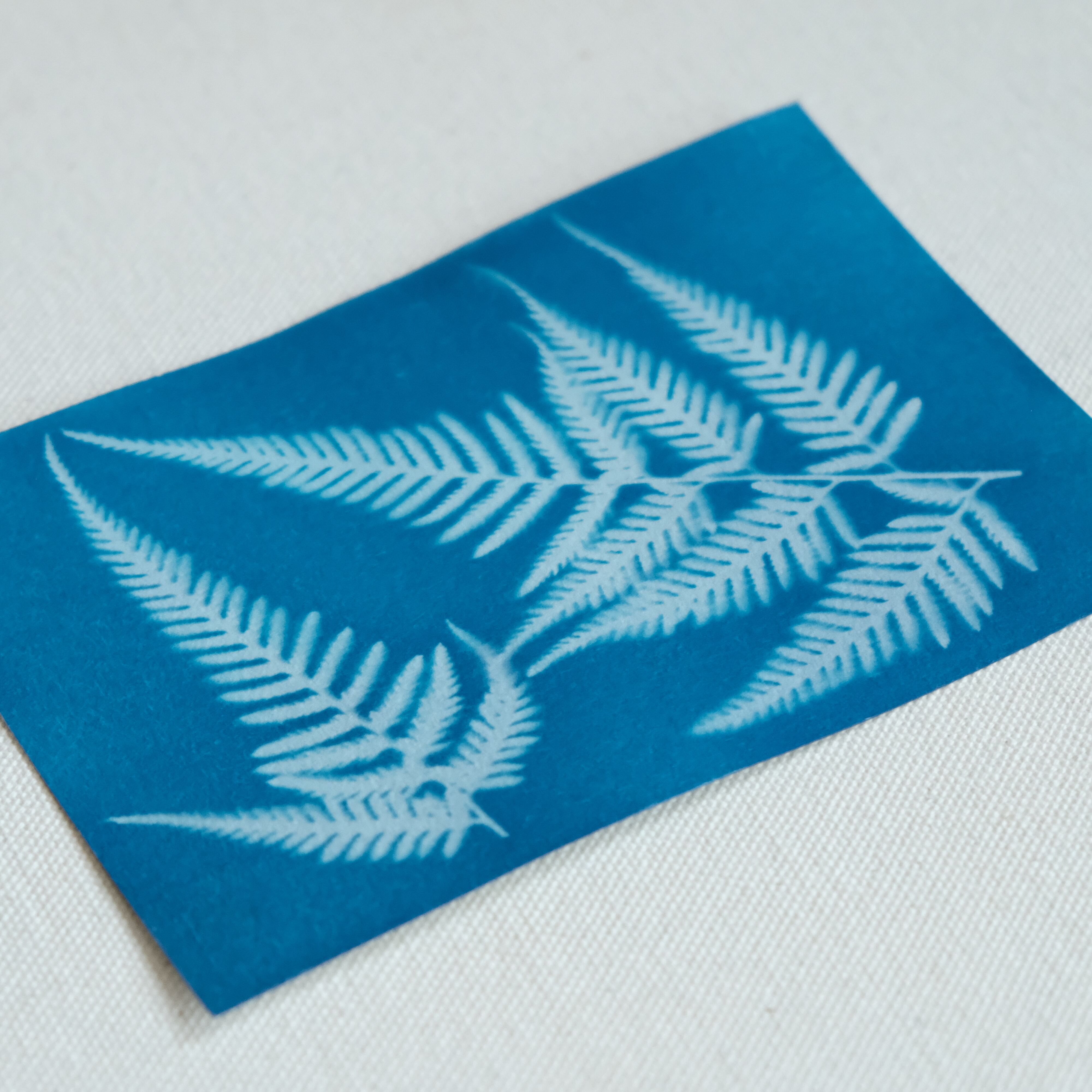 植物の青写真　cyanotype #2