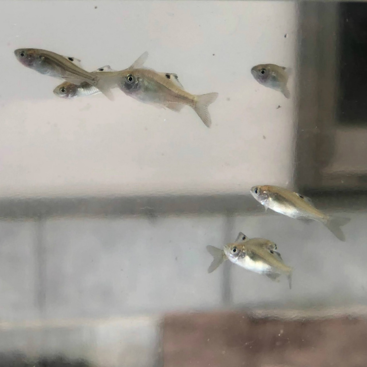 ※特盛セット※（淡水魚）カネヒラ　新仔（1ｃｍ±）　（30匹）【生体】