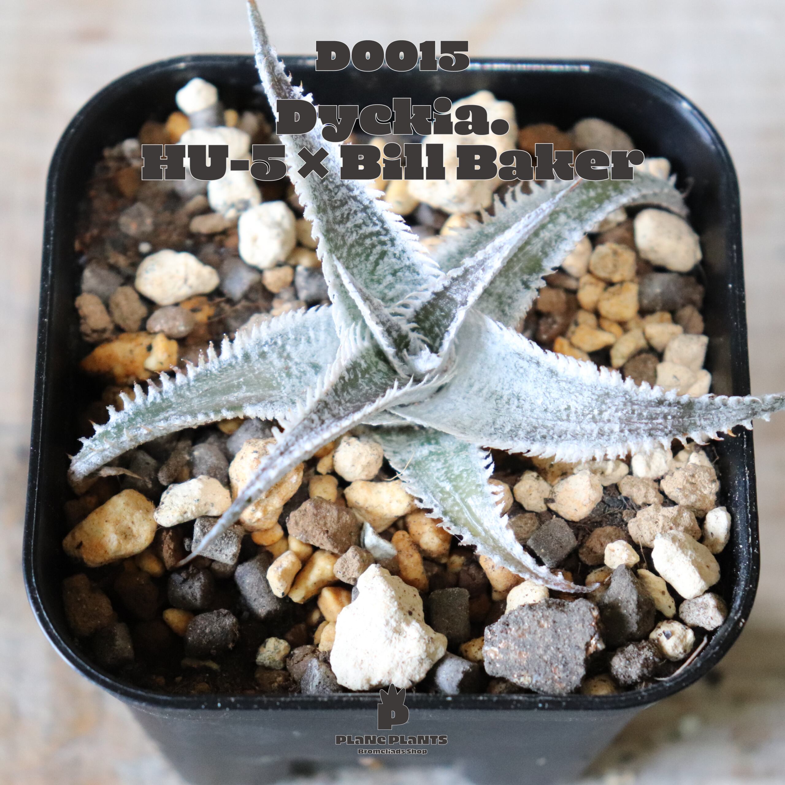 【送料無料】HU5×Bill Baker〔ディッキア〕現品発送D0015