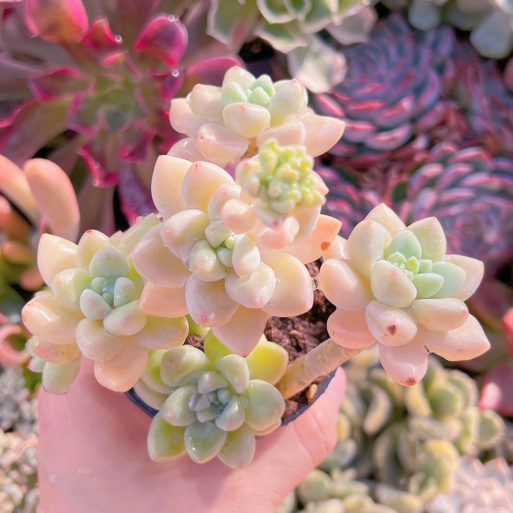 現品　ホワイトケーキ#A26　るる農園