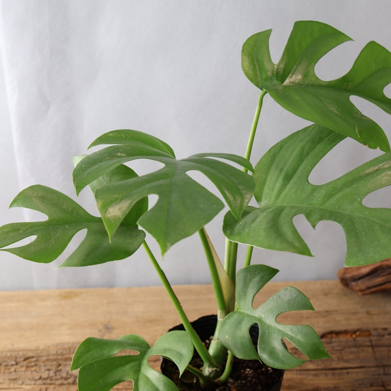 モンステラ 18.11.2025 Meet the new leaf of my monstera deliciosa and say