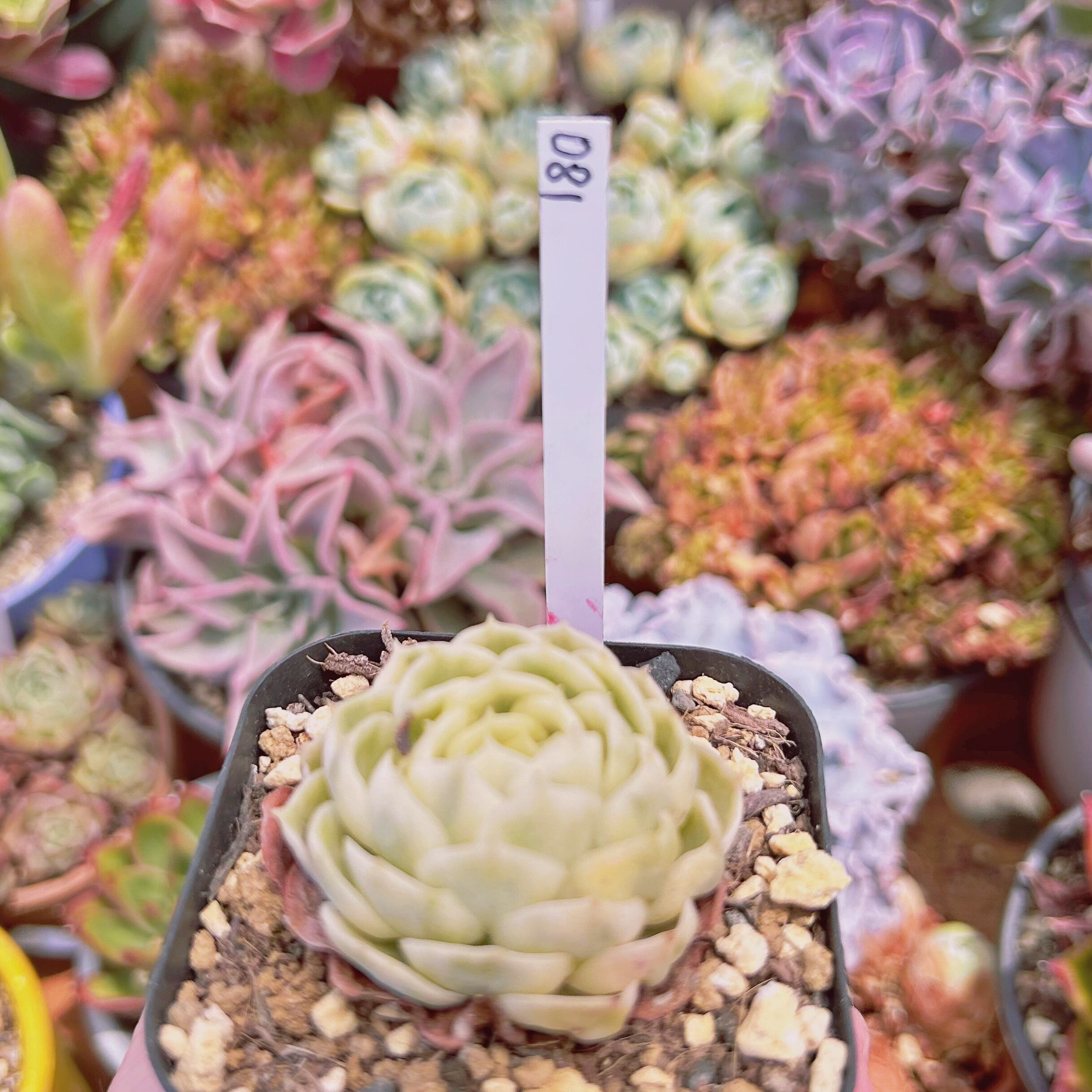 081現物 多肉植物 オンスロー錦 抜き苗 | るる農園~多肉植物専門