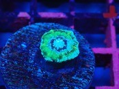 Scolymia Baby "Unique"