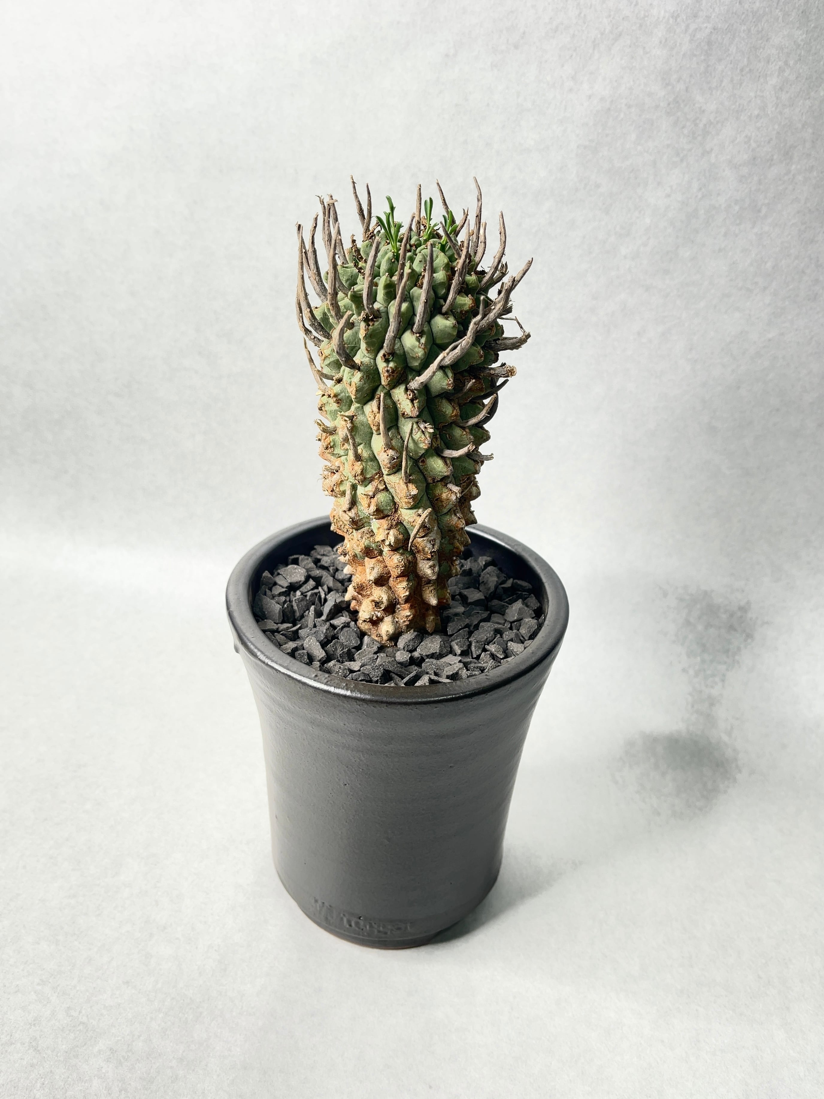 ユーフォルビア・スコエンランディー | trigger