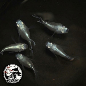 〖5匹＋補償1匹〗幹之ダルマ　 稚魚　 無選別｜改良メダカ