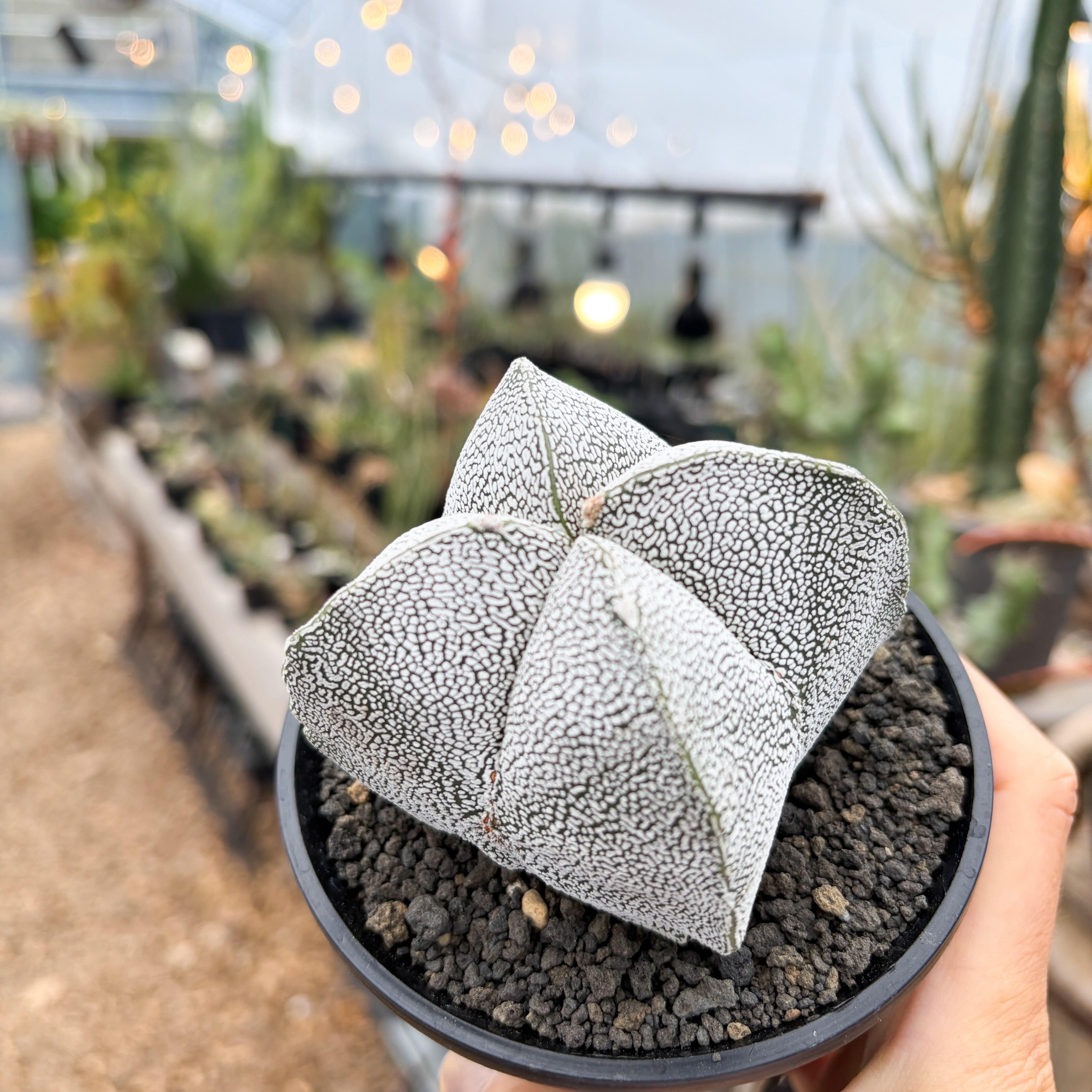 Astrophytum 【アストロフィツム・恩塚四角ランポー玉】 | RIMO'S