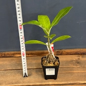 【クリアランス】アントルリザ bracteosa【681】