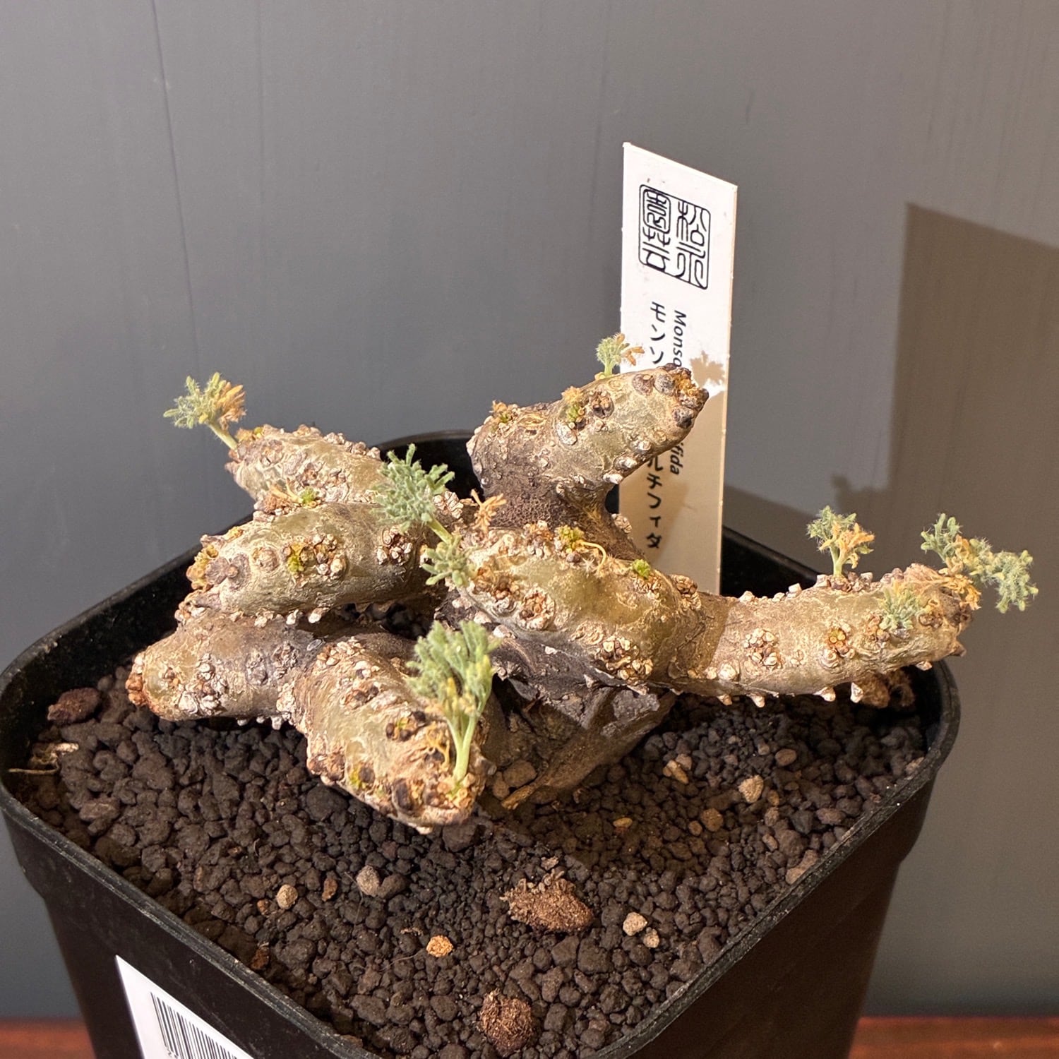 新着3日限定10%OFF】モンソニア ムルチフィダ（サルコカウロン