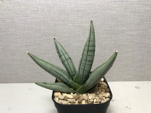 サンスベリア ボンセレンシス プラチナム