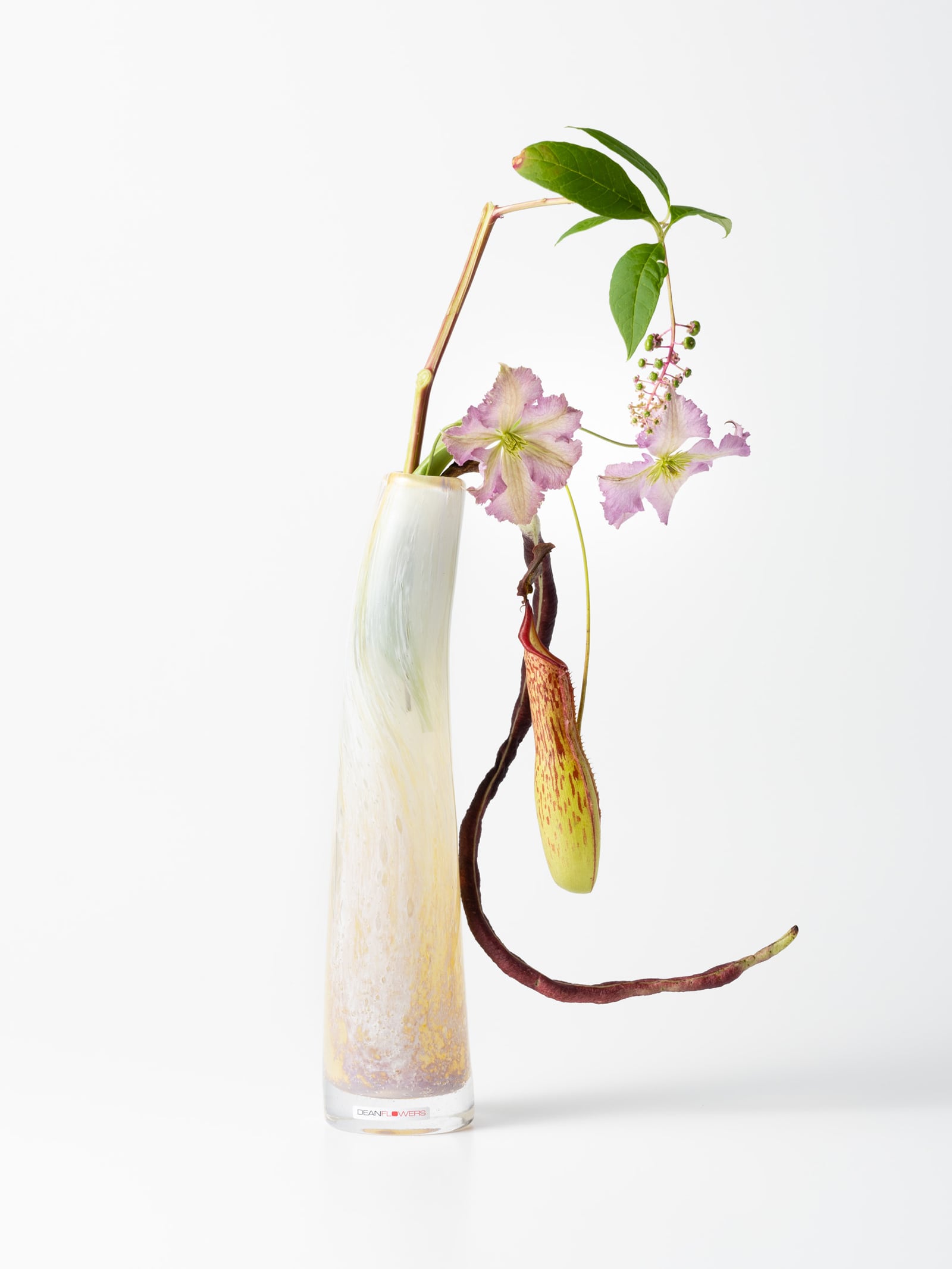 Henry Dean Grass L チコリー Henry Dean | niwatt