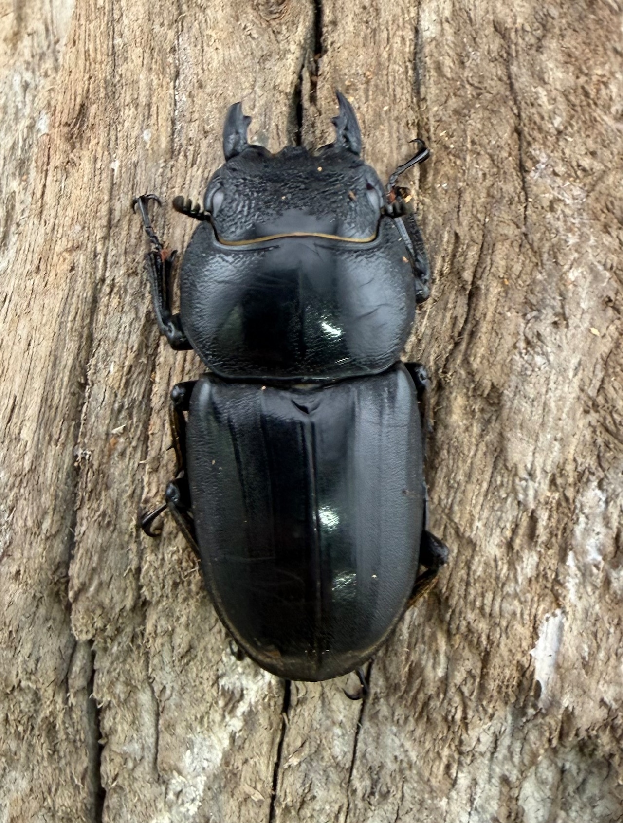 【WD】《ネバービスカヤヒラタ NV.ベランセ産 71mmペア》