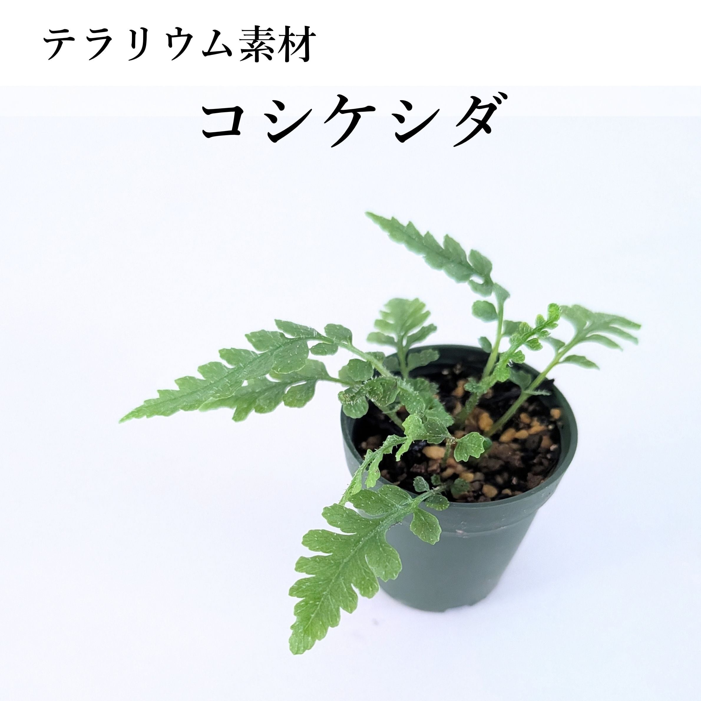 コシケシダ(シダ植物) 苔テラリウム作製用素材