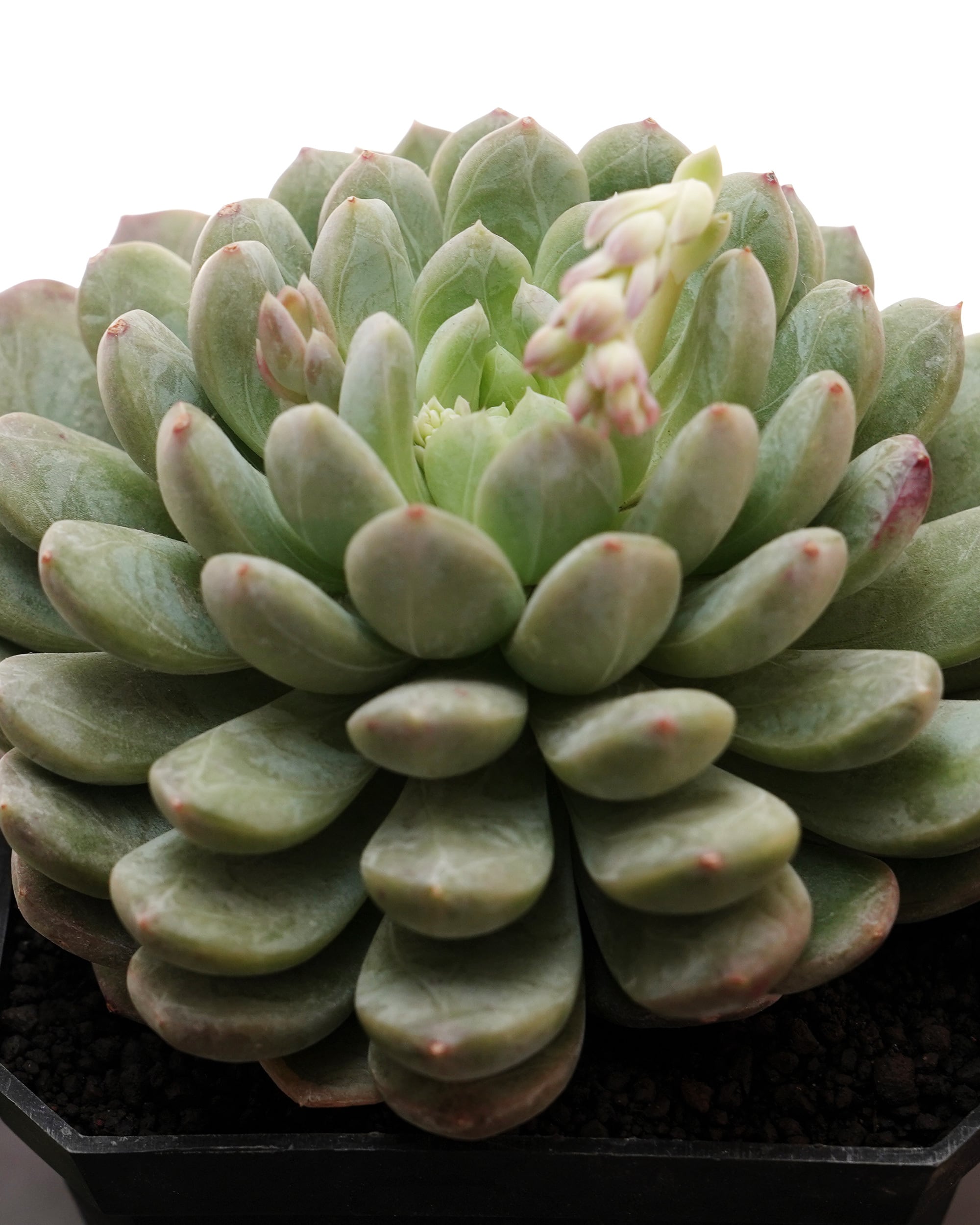 抜き苗 アエオニウム 魅金ローズ錦 Aeonium 'Charm Golden Rose