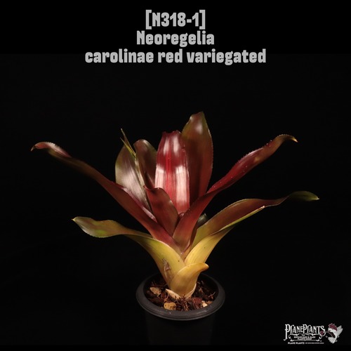 Neoregelia carolinae red variegated〔ネオレゲリア〕N318