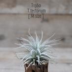 【送料無料】テクトラム M〔エアプランツ〕現品発送T1360